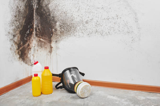 Best Professional Mold Removal  in Shenandoah, LA