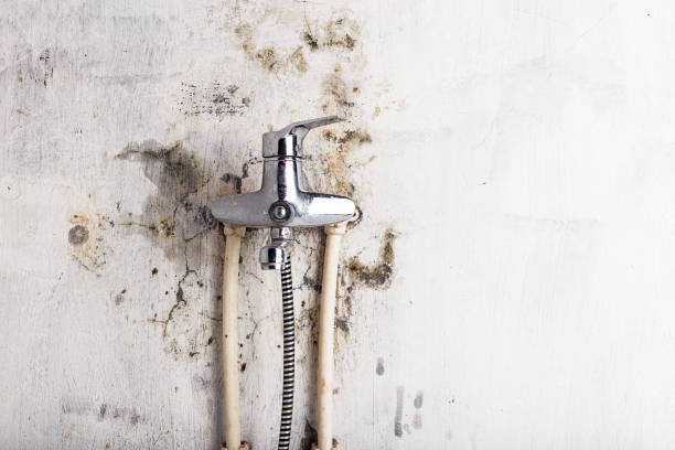 Best Office Mold Removal Services  in Shenandoah, LA