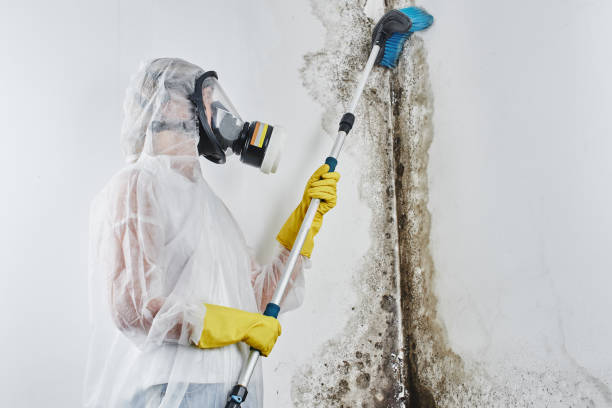 Best Affordable Mold Removal  in Shenandoah, LA