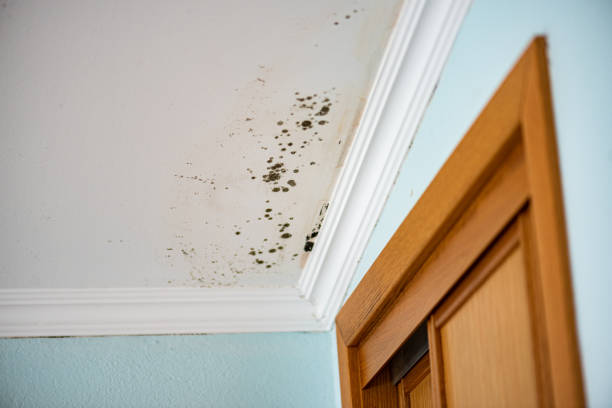 Best Fast Mold Removal  in Shenandoah, LA