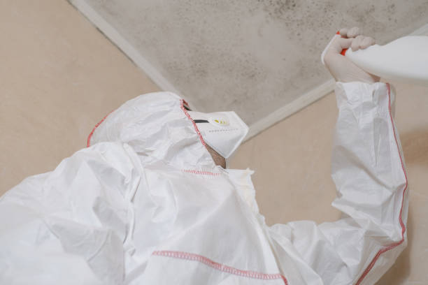 Best Attic Mold Removal  in Shenandoah, LA