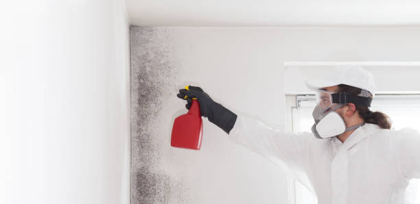 Best Best Mold Removal Companies  in Shenandoah, LA