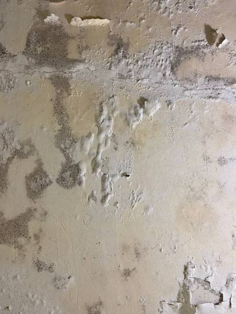Best Mold Removal Company Near Me  in Shenandoah, LA