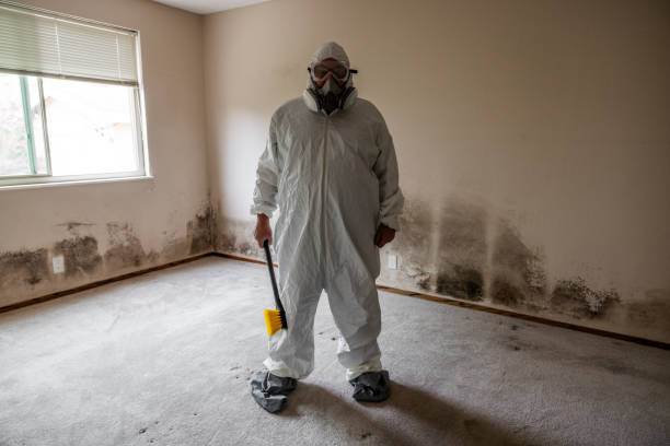 Best Black Mold Removal  in Shenandoah, LA