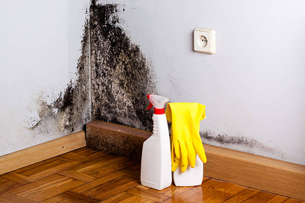 Best Certified Mold Removal  in Shenandoah, LA
