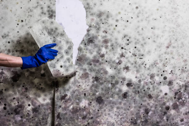Best Mold Testing  in Shenandoah, LA