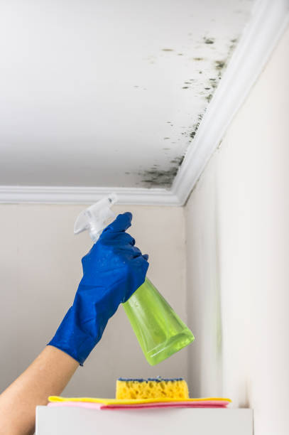 Best Mold Testing  in Shenandoah, LA